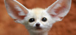 Fennec : Une version de Firefox pour les téléphones.