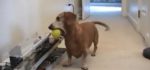 La Machine est il le meilleur ami du chien ?