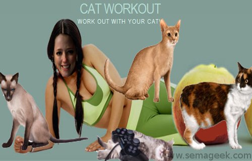cat_workout