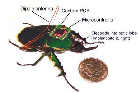 cyborg beetle