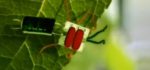 Vidéo : Découvrez les insectes électroniques