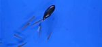 Innovation : Un robot nageur que les poissons suivent.