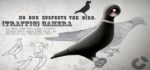 BirdCamera : Le concept du pigeon caméra qui vous espionne dans la rue
