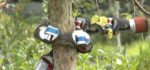 Vidéo : Un robot serpent qui grimpe un arbre
