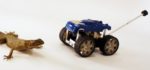 L’importance d’une queue pour stabiliser les robots à travers l’étude du lézard.