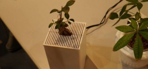 Des plantes interactives qui communiquent leurs emotions