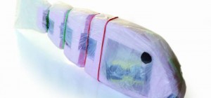 Robofish : Un robot poisson réalisé à base d&rsquo;arduino