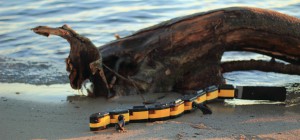 Un robot sur le modèle animal de la Salamandre qui nage et qui marche