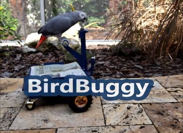 Bird Buggy : Un chariot robotisé pour perroquet